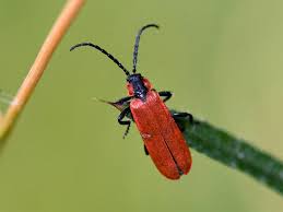 Attēlu rezultāti vaicājumam “Lygistopterus sanguineus”
