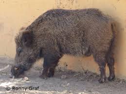 Attēlu rezultāti vaicājumam “Sus scrofa”