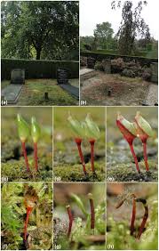 Attēlu rezultāti vaicājumam “Buxbaumia viridis sporophyte”