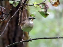 Image result for Luscinia calliope