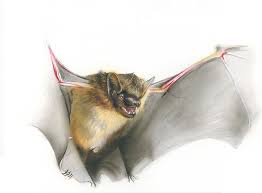 Attēlu rezultāti vaicājumam “Eptesicus serotinus”