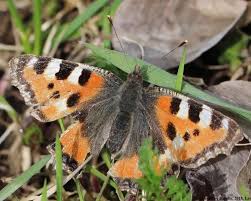 Image result for Small Tortoiseshell