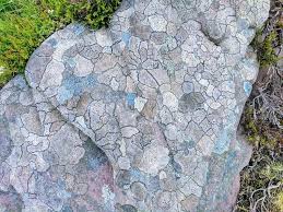 Attēlu rezultāti vaicājumam “Rhizocarpon geographicum”