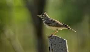 Attēlu rezultāti vaicājumam “Galerida cristata”