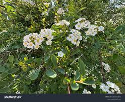 Attēlu rezultāti vaicājumam “Spiraea chamaedryfolia”