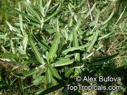 Attēlu rezultāti vaicājumam “Hippophae rhamnoides leaf”