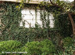 Attēlu rezultāti vaicājumam “Hedera helix”