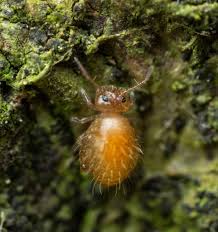 Attēlu rezultāti vaicājumam “Symphypleona”