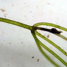 Attēlu rezultāti vaicājumam “Nitella sp.”