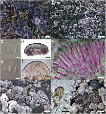 Attēlu rezultāti vaicājumam “Biatora sphaeroides”
