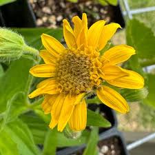 Attēlu rezultāti vaicājumam “Arnica montana”