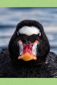 Image result for Melanitta perspicillata