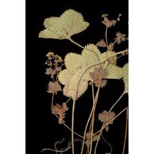 Attēlu rezultāti vaicājumam “Alchemilla subcrenata”