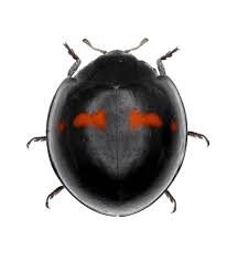 Attēlu rezultāti vaicājumam “Chilocorus renipustulatus”