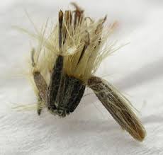 Attēlu rezultāti vaicājumam “Coleophoridae”