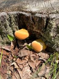 Attēlu rezultāti vaicājumam “Hapalopilus croceus”