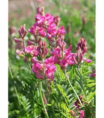 Image result for Onobrychis viciifolia
