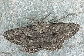 Attēlu rezultāti vaicājumam “Hypomecis roboraria”