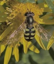 Attēlu rezultāti vaicājumam “Eupeodes nielseni”