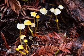 Attēlu rezultāti vaicājumam “Mycena belliarum”