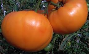 Afbeeldingsresultaat voor amana orange beefsteak tomato