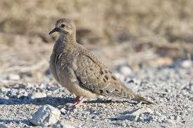 Image result for Zenaida macroura