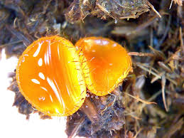 Attēlu rezultāti vaicājumam “Cheilymenia stercorea”