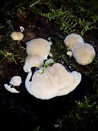 Attēlu rezultāti vaicājumam “Postia ptychogaster”