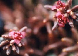 Attēlu rezultāti vaicājumam “Empetrum nigrum flower”