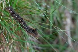 Attēlu rezultāti vaicājumam “Euthrix potatoria larva”