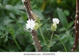 Attēlu rezultāti vaicājumam “Silene latifolia subsp. alba flower”