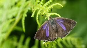 Attēlu rezultāti vaicājumam “Favonius quercus underside”
