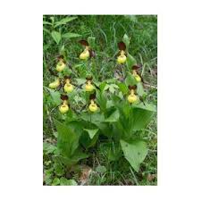 Attēlu rezultāti vaicājumam “Cypripedium calceolus leaf”