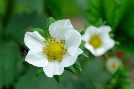 Attēlu rezultāti vaicājumam “Fragaria x ananassa”