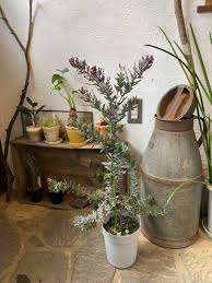 「ダークアイ・Ｑ」の画像検索結果