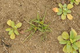 Attēlu rezultāti vaicājumam “Carex viridula flower”