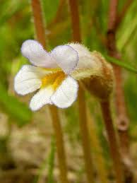 Attēlu rezultāti vaicājumam “Orobanche elatior flower”