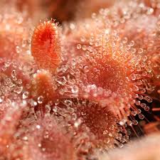 Attēlu rezultāti vaicājumam “Diderma rufostriatum”