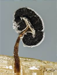 Attēlu rezultāti vaicājumam “Didymium bahiense”