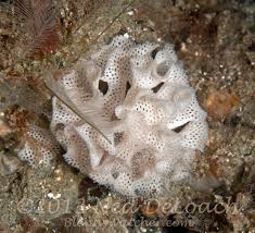 Attēlu rezultāti vaicājumam “Bryozoa”