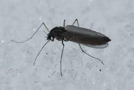 Attēlu rezultāti vaicājumam “Chironomidae imago”