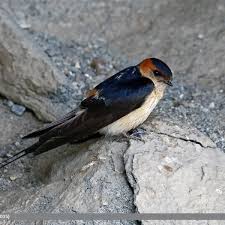 Image result for Cecropis daurica