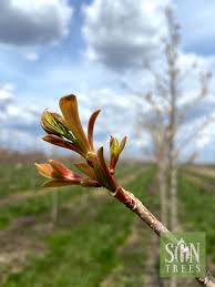 Attēlu rezultāti vaicājumam “Acer platanoides bud”