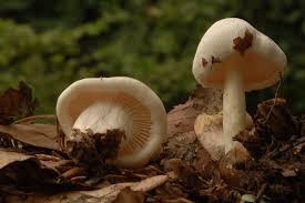 Attēlu rezultāti vaicājumam “Tricholoma album”