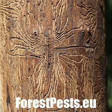 Attēlu rezultāti vaicājumam “Scolytus scolytus, Scolytus multistriatus”