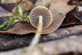 Attēlu rezultāti vaicājumam “Pogonatum urnigerum macro”