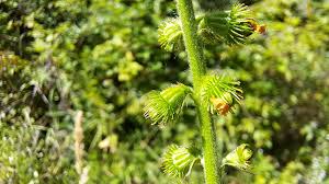 Attēlu rezultāti vaicājumam “Agrimonia eupatoria fruit”