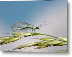 Attēlu rezultāti vaicājumam “Chrysopa”
