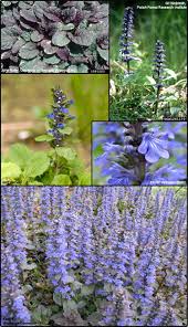 Attēlu rezultāti vaicājumam “Ajuga reptans flower”