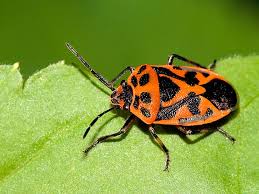 Attēlu rezultāti vaicājumam “Eurydema dominulus”